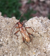 Eburodacrys havanensis