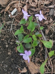Viola sacchalinensis