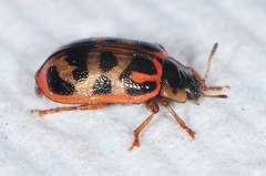 Chrysomela knabi