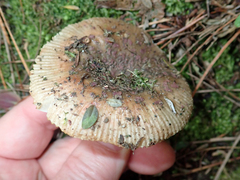Russula vinaceocuticulata