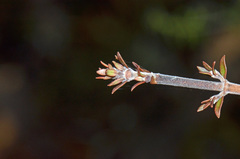 Coprosma microcarpa
