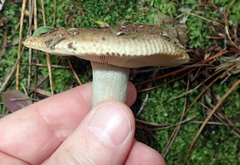 Russula vinaceocuticulata