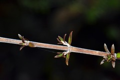 Coprosma microcarpa