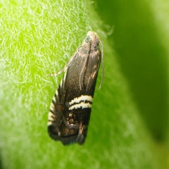 Grapholita interstinctana