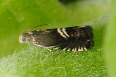 Grapholita interstinctana