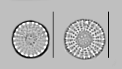 Stephanodiscus minutulus