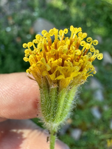 Image of Arnica parryi by no rights reserved