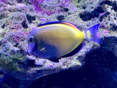 Acanthurus japonicus