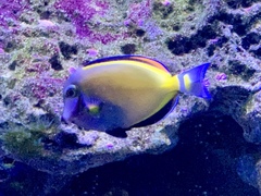 Acanthurus japonicus
