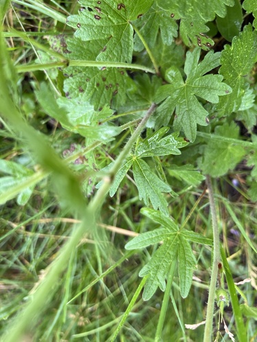 Image of Sidalcea neomexicana by (c) Jackson Irvin, some rights reserved (CC BY)