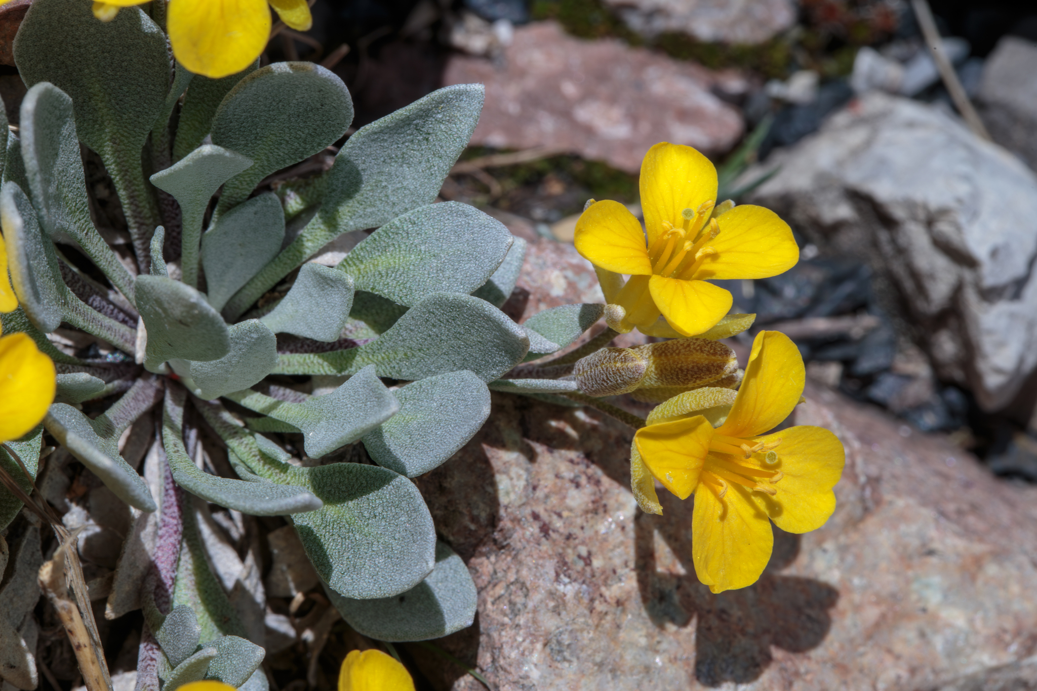Physaria alpina