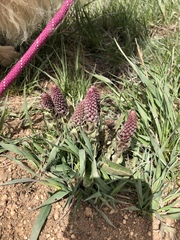 Veronica plantaginea