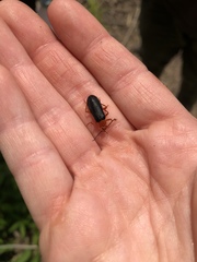 Neopyrochroa flabellata