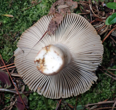 Russula vinaceocuticulata