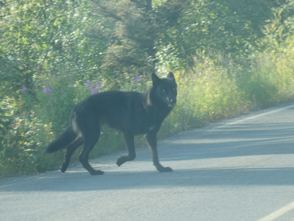 Gray Wolf in July 2024 by Wesley McGee · iNaturalist