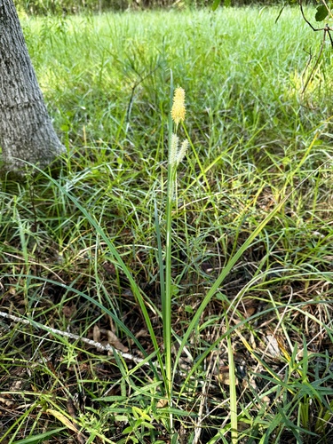 Image of Carex glaucescens by (c) Laura Clark, some rights reserved (CC BY)