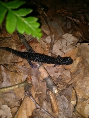 Plethodon glutinosus