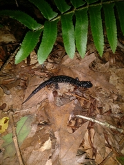 Plethodon glutinosus