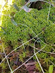 Sphagnum fallax