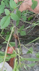 Piezogaster indecorus