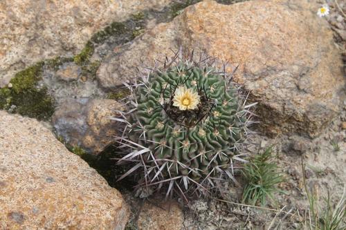 Echinofossulocactus phyllacanthus