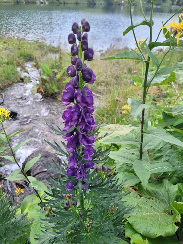 Image of Aconitum tauricum by (c) ahabo, some rights reserved (CC BY)