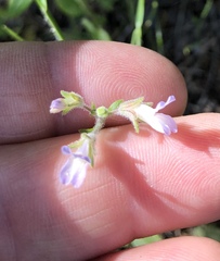 Collinsia childii