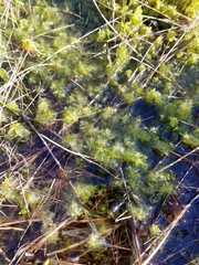 Sphagnum cuspidatum