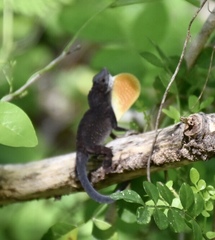 Anolis jubar oriens