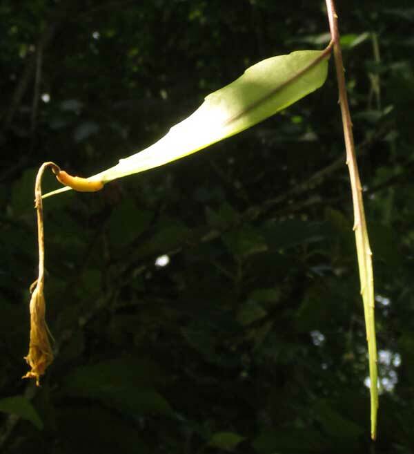 Hooker's Orchid Cactus (Epiphyllum hookeri)