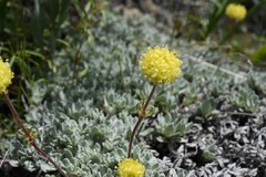 Eriogonum douglasii