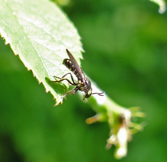 Cerotainia macrocera