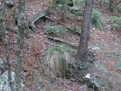 Xerophyllum asphodeloides