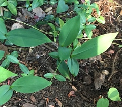 Convallaria