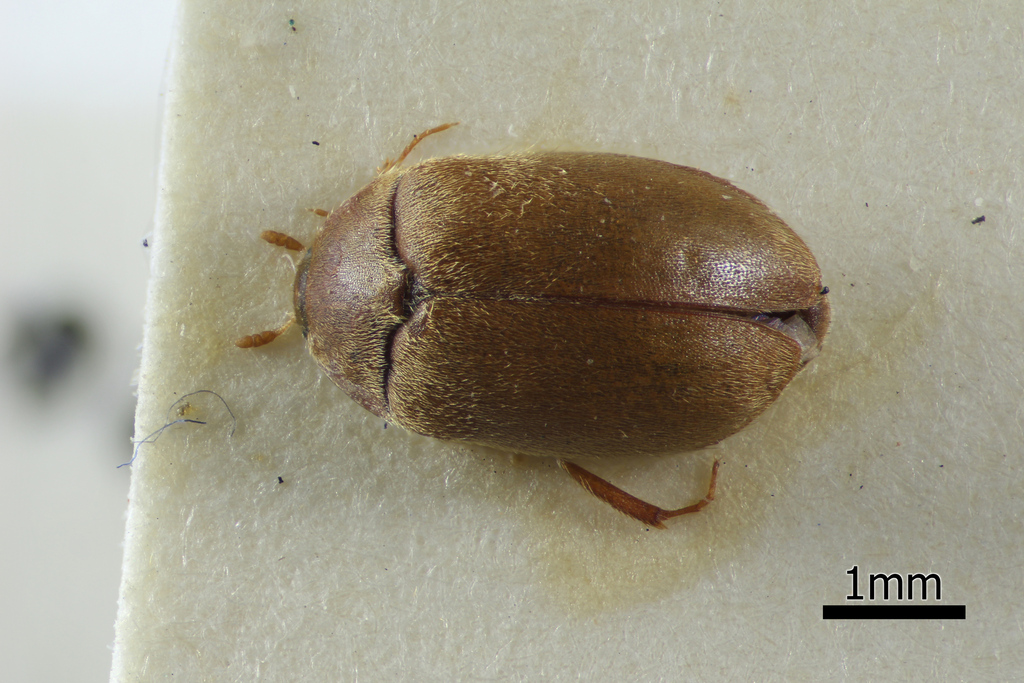 Skin beetle