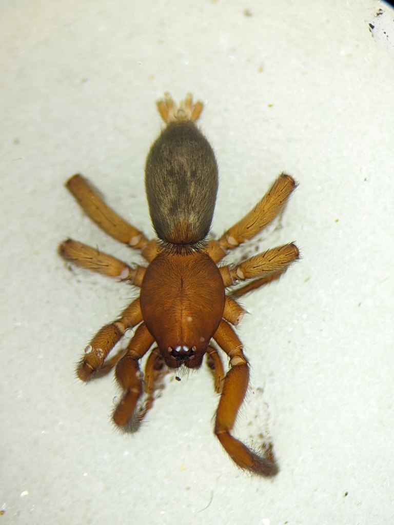 Odontodrassus