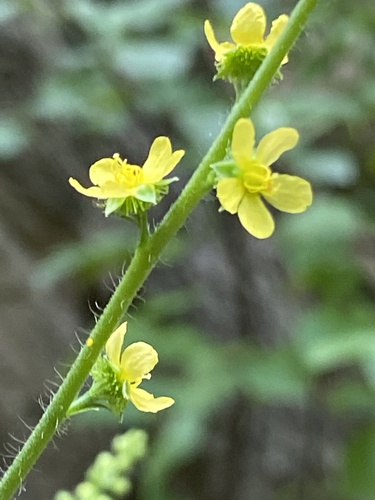 tall hairy agrimony (Agrimonia gryposepala)