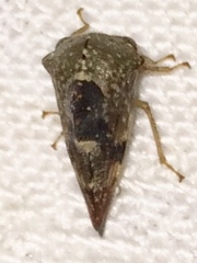 Telamona decorata