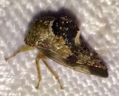 Telamona decorata