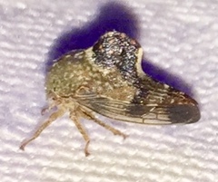 Telamona decorata