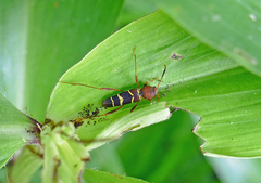 Neoclytus acuminatus