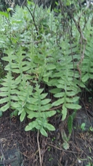 Phlebodium araneosum