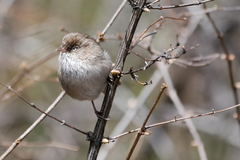 Chinese Fulvetta photo 2