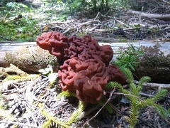 Gyromitra esculenta