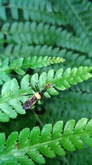 Biasticus flavinotus