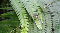 Biasticus flavinotus