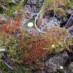 Splachnum luteum