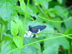 Mysoria barcastus