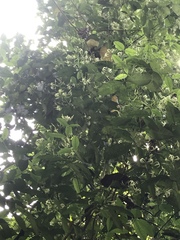 Faramea occidentalis