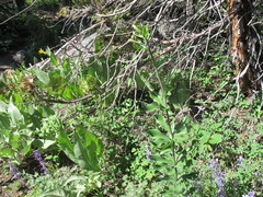 Lilium washingtonianum
